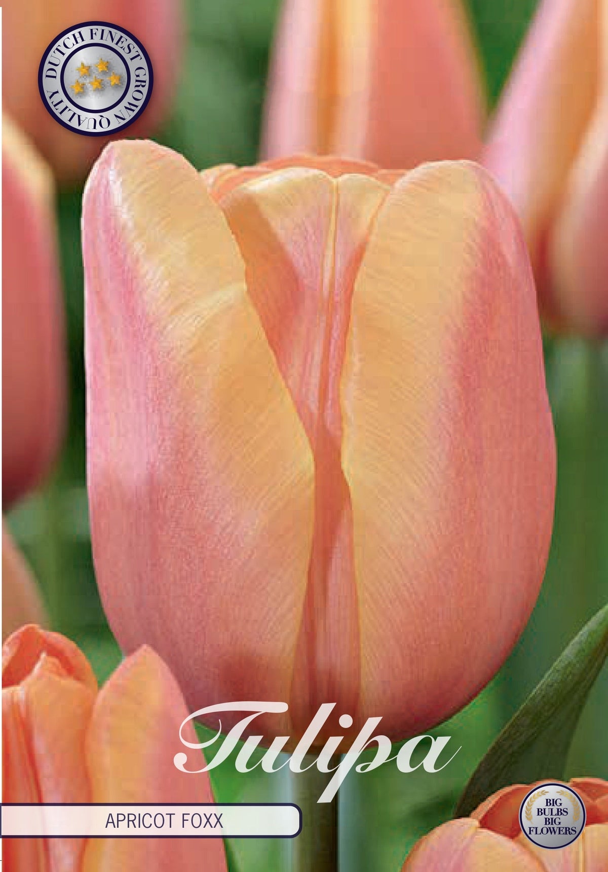 Tulipa Abrikoos Foxx