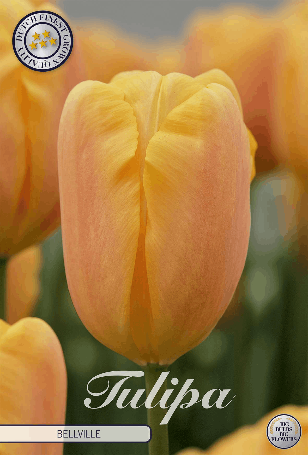 Tulp Bellville