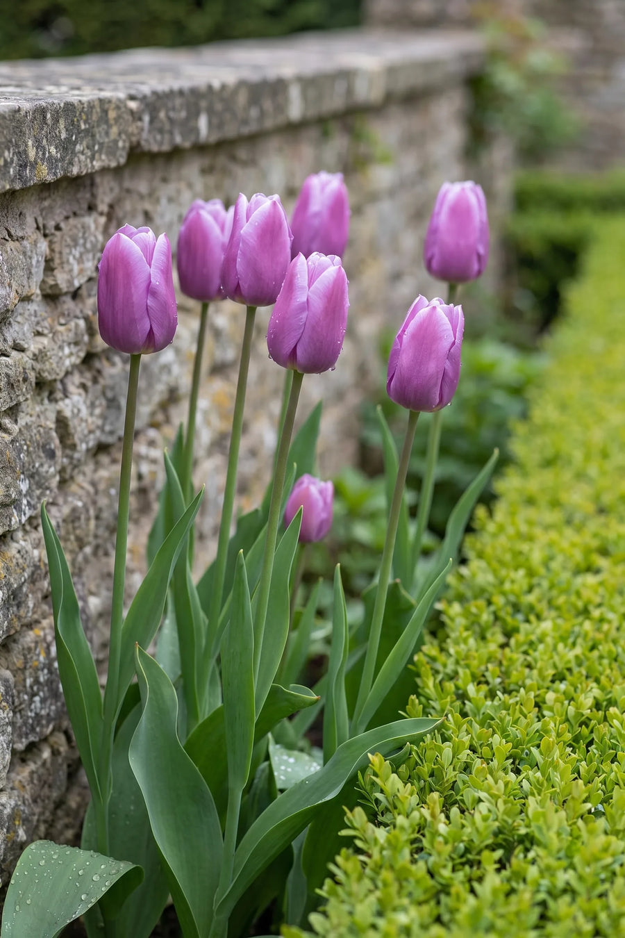 Tulipa Blue Beauty in bloei in een voorjaarsborder