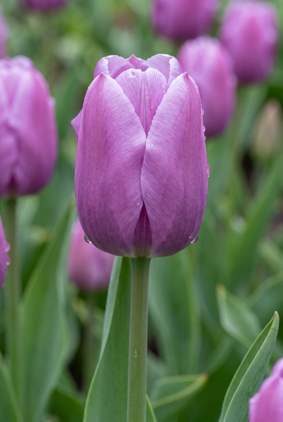 Tulipa Blue Beauty — close-up van de bloem