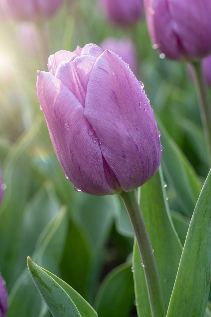 Detail van de bloemblaadjes van Tulipa Blue Beauty