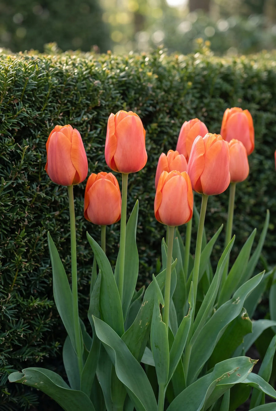 Tulipa Cadans — in de border