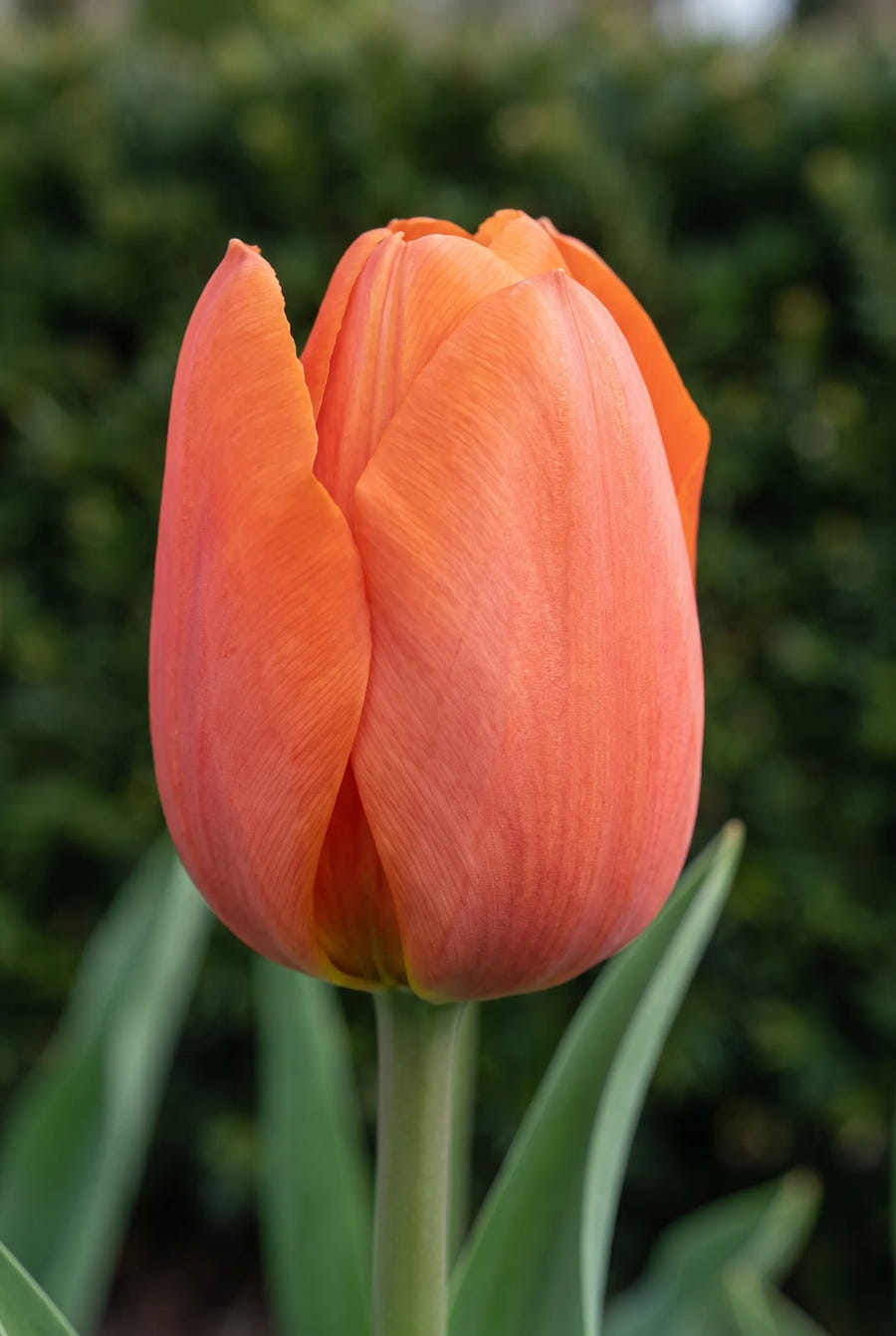 Tulipa Cadans — close-up van de bloem