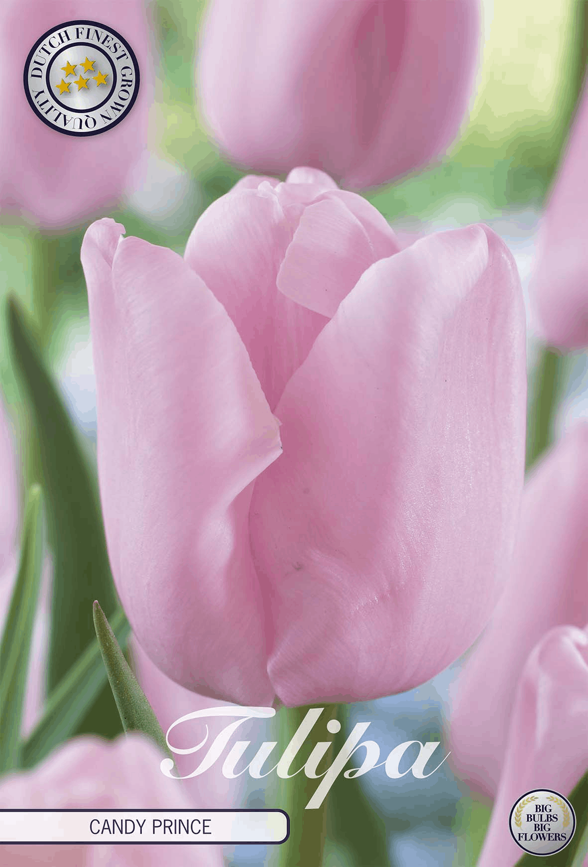 Tulipa Snoepprins