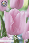 Tulipa Snoepprins