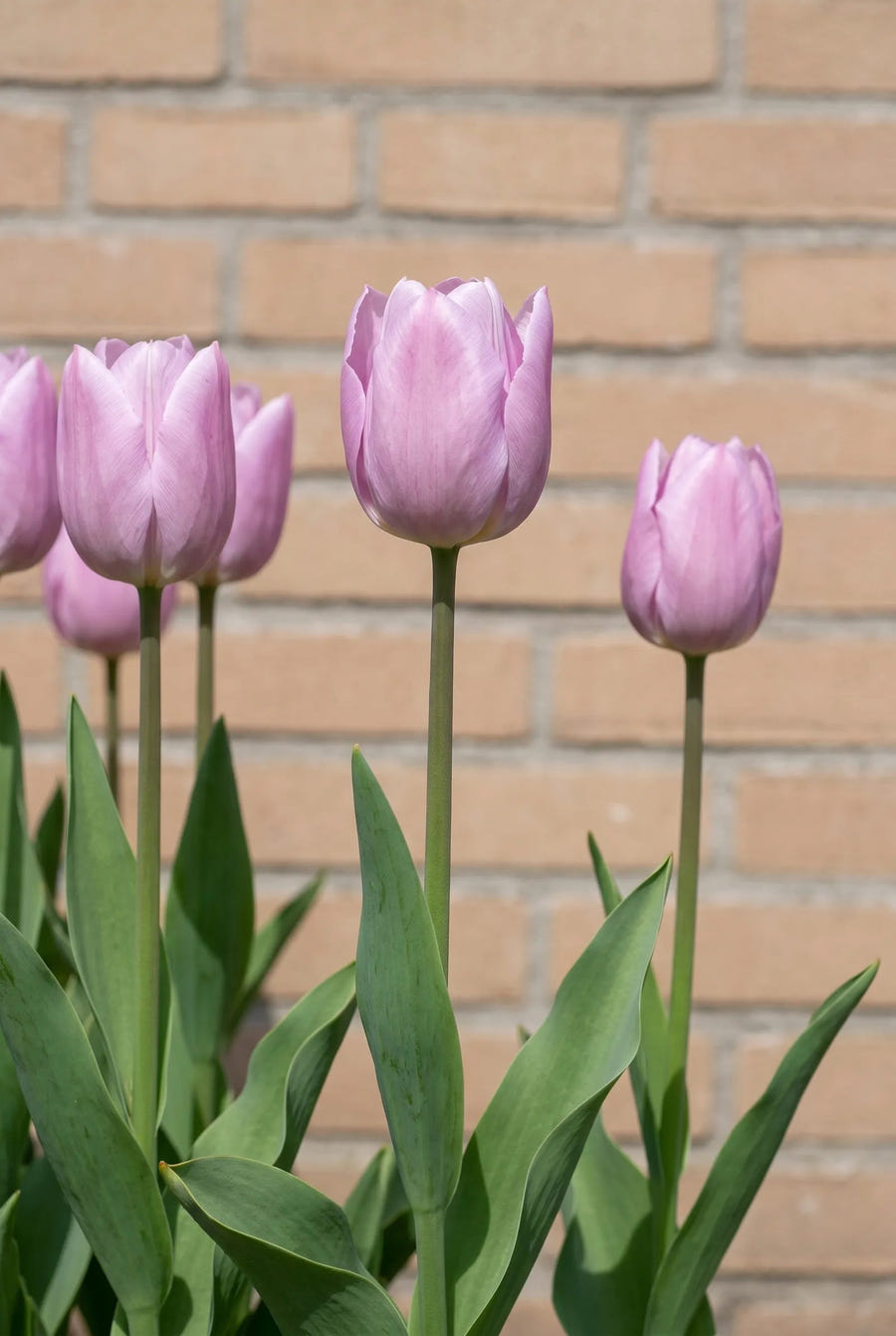 Tulipa Candy Prince — in de border