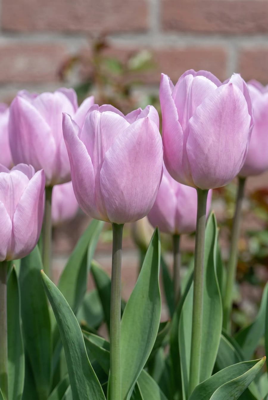 Tulipa Candy Prince — sfeerbeeld