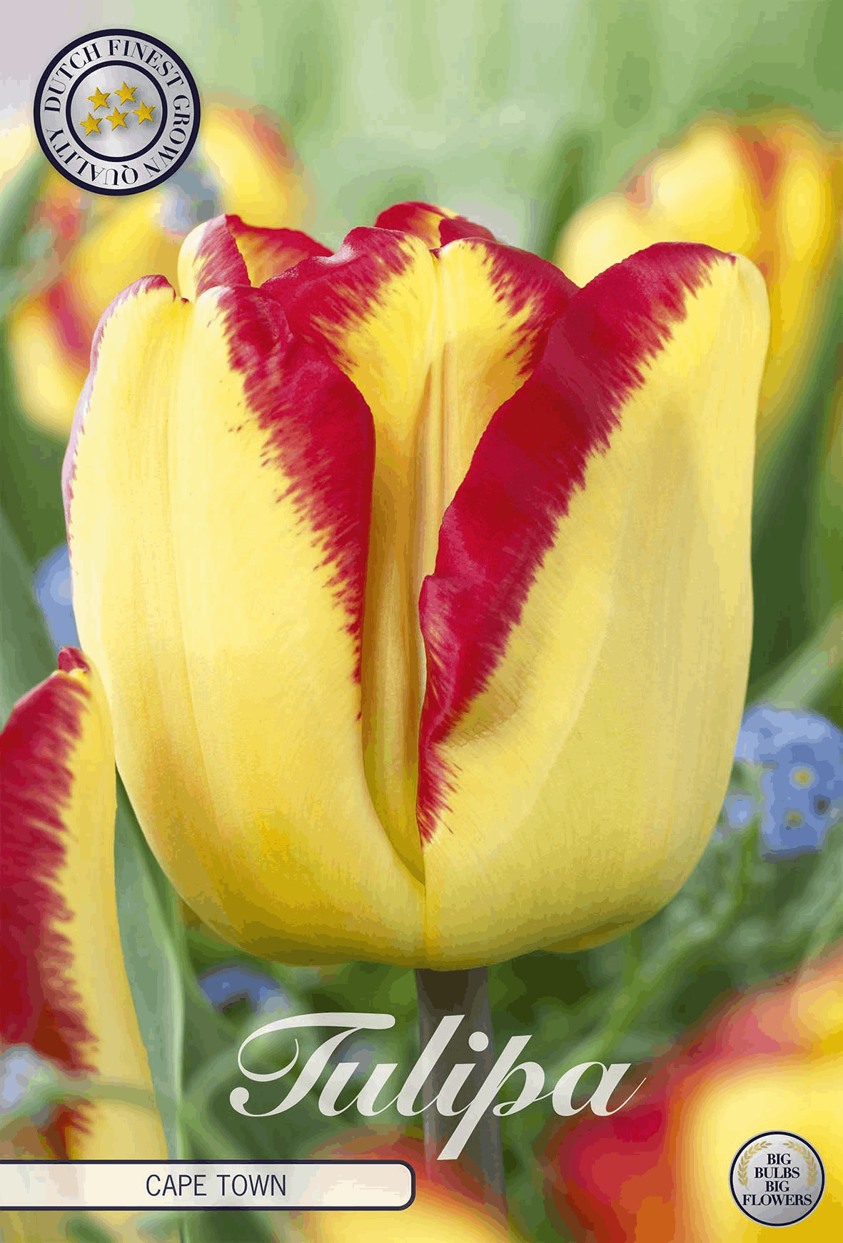 Tulpen Kaapstad
