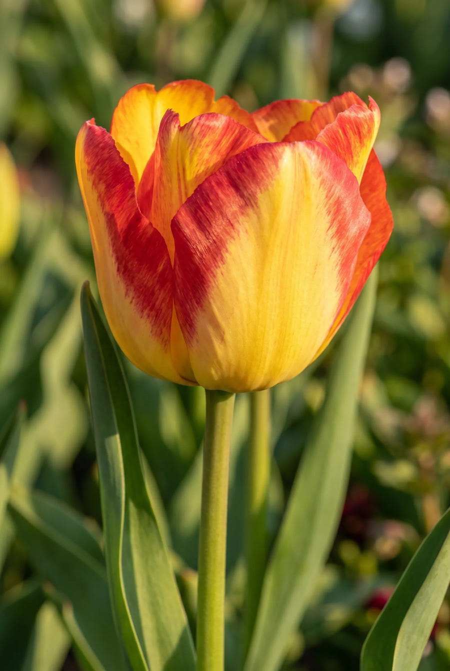 Tulipa Cape Town — close-up van de bloem