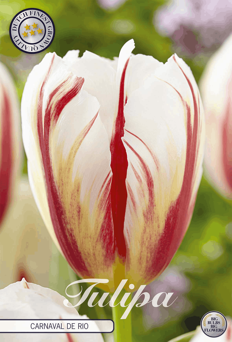 Tulipa Carnaval de Rio