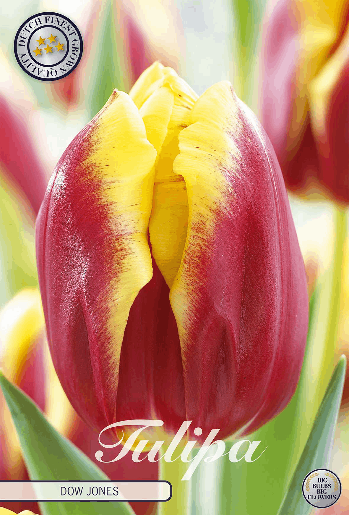 Tulp Dow Jones