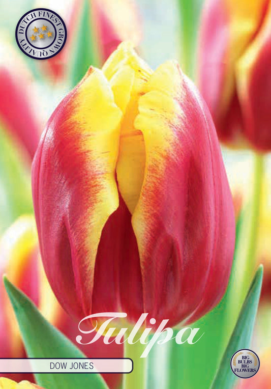 Tulp Dow Jones