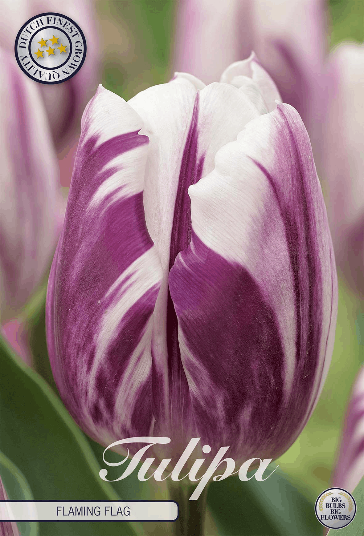 Tulp Vlammende Vlag