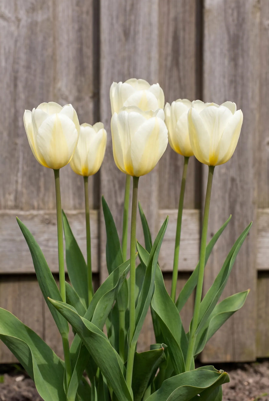 Tulipa Francoise — in de border