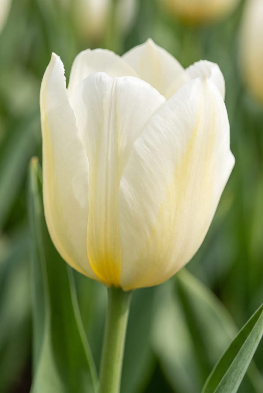 Tulipa Francoise — close-up van de bloem