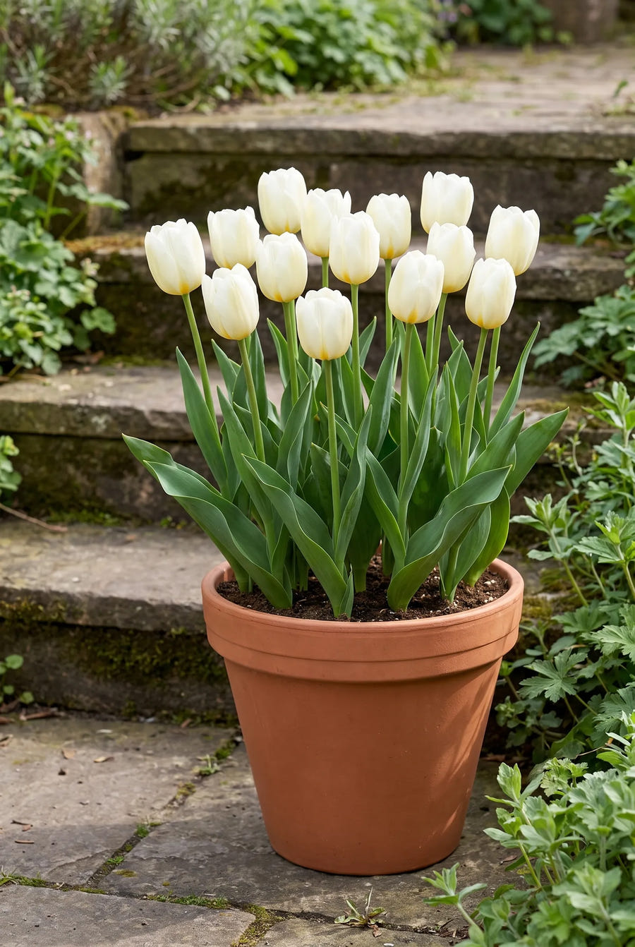 Tulipa Francoise — in pot op terras