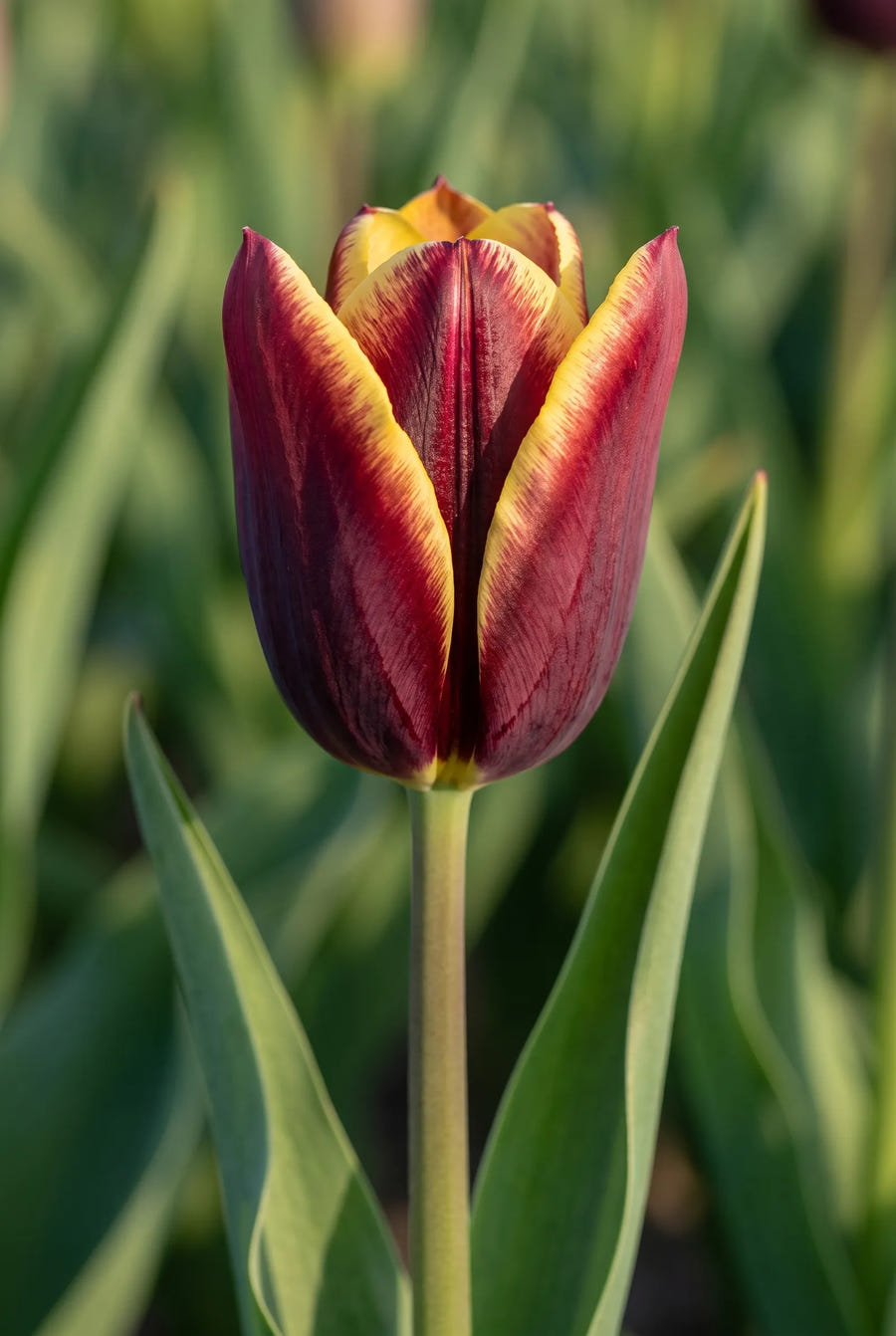 Tulipa Gavota — close-up van de bloem
