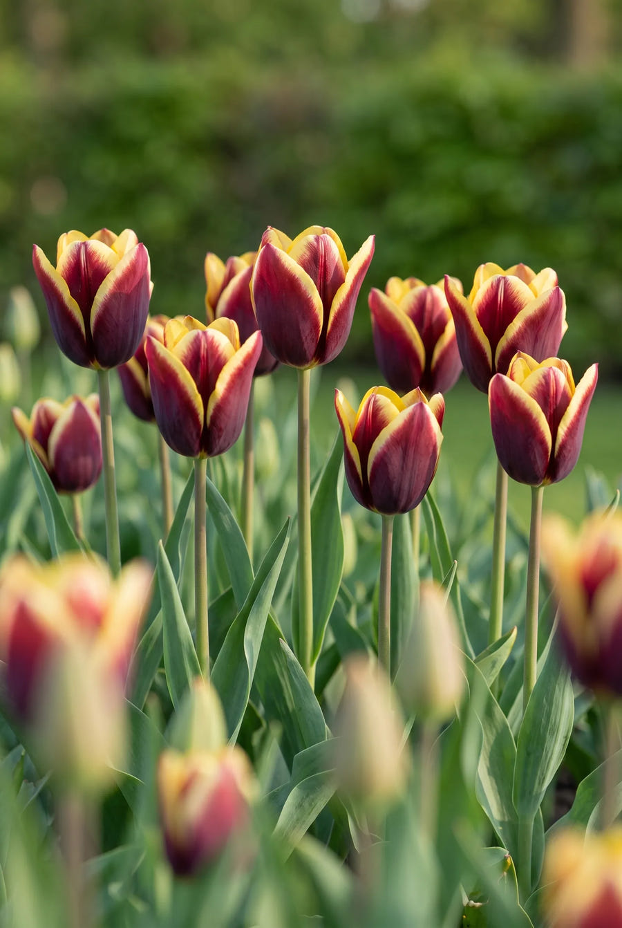 Tulipa Gavota — in de tuin