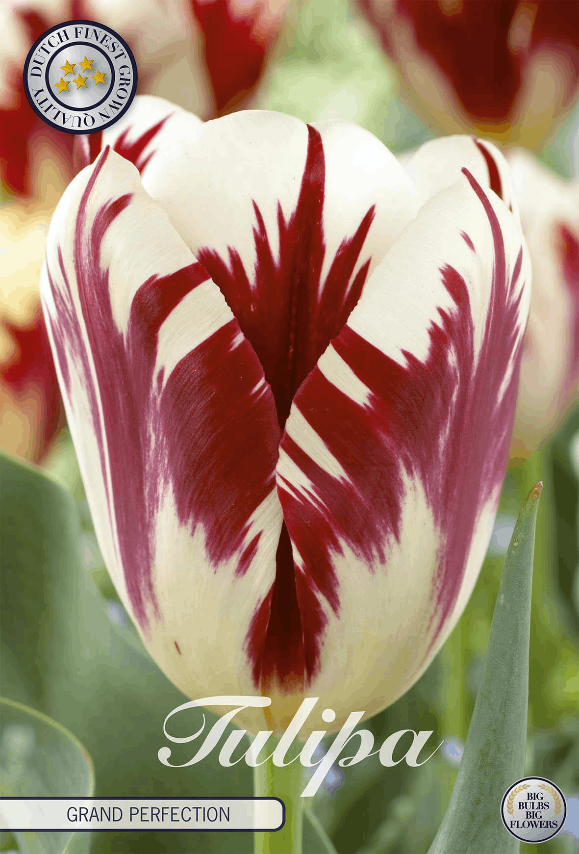 Tulp Grand Perfectie