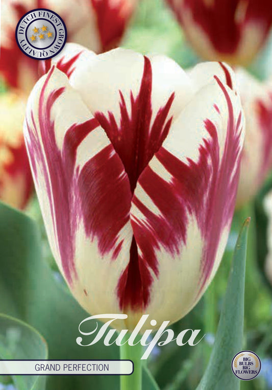 Tulp Grand Perfectie