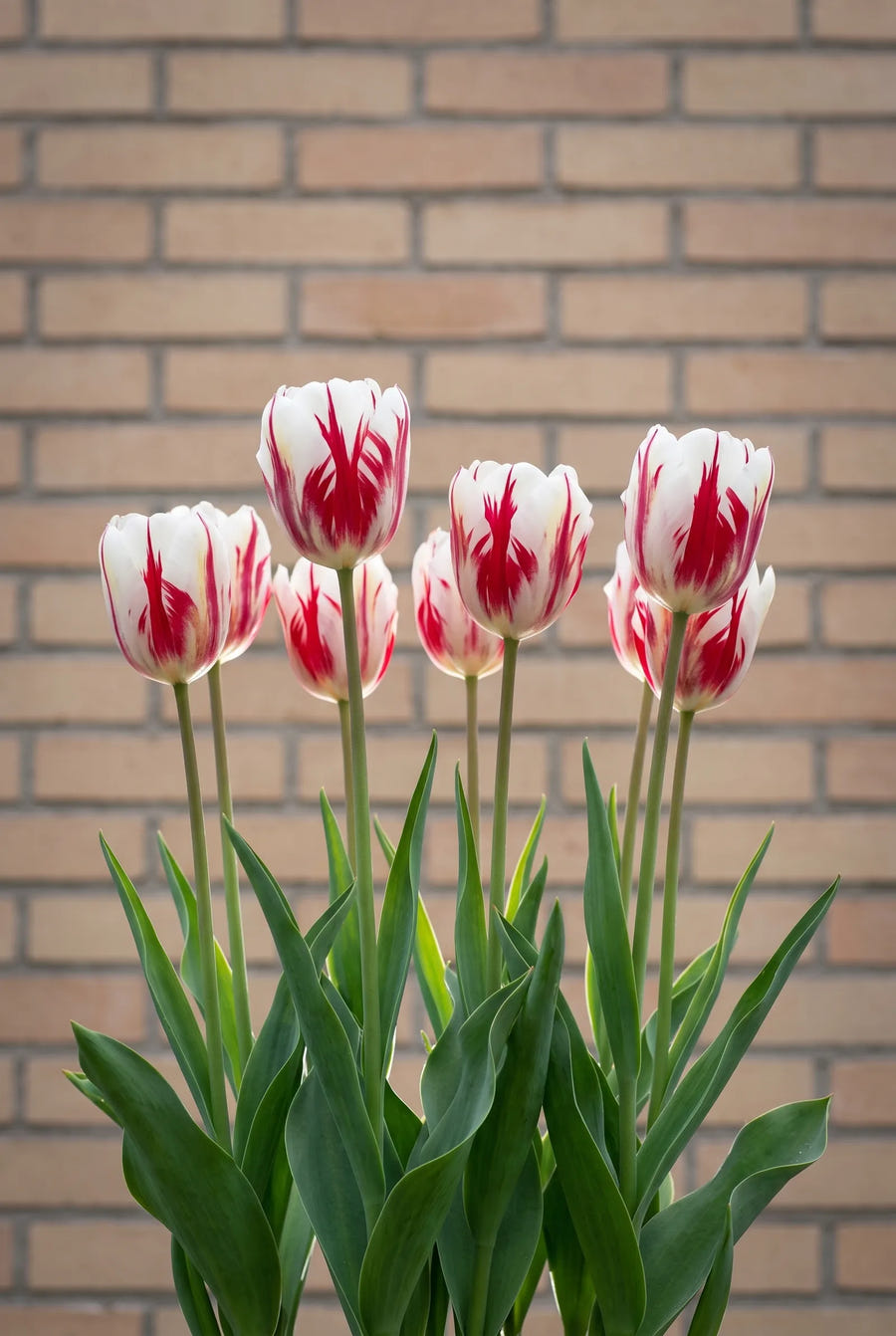 Tulipa Grand Perfection — in de border