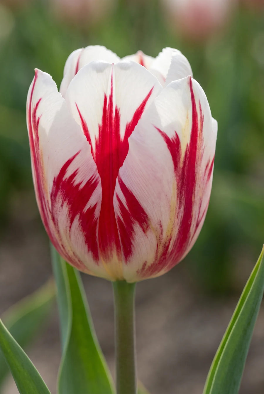 Tulipa Grand Perfection — close-up van de bloem