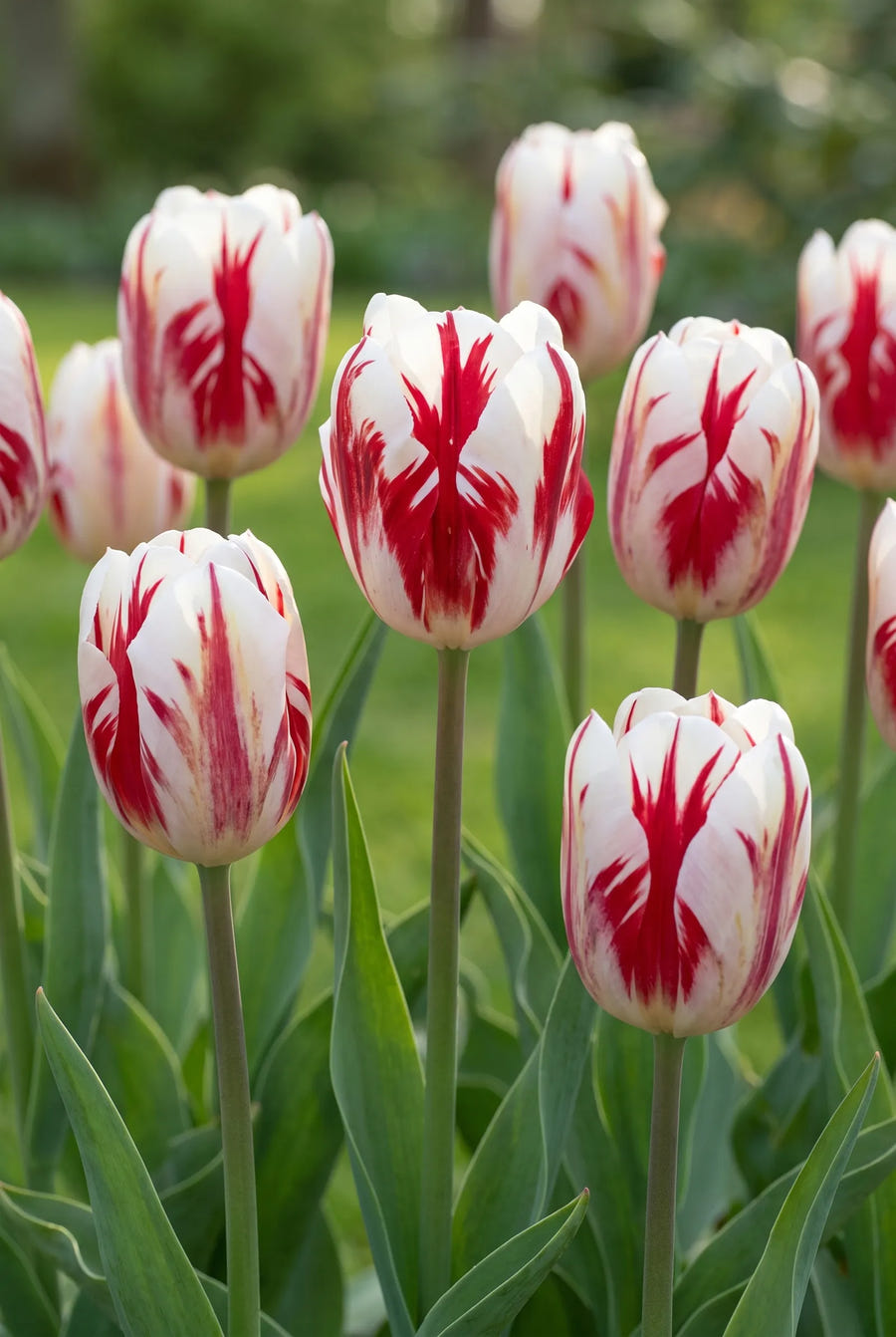 Tulipa Grand Perfection — in de tuin