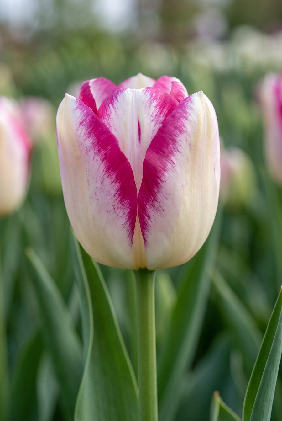 Tulipa Hotpants — close-up van de bloem