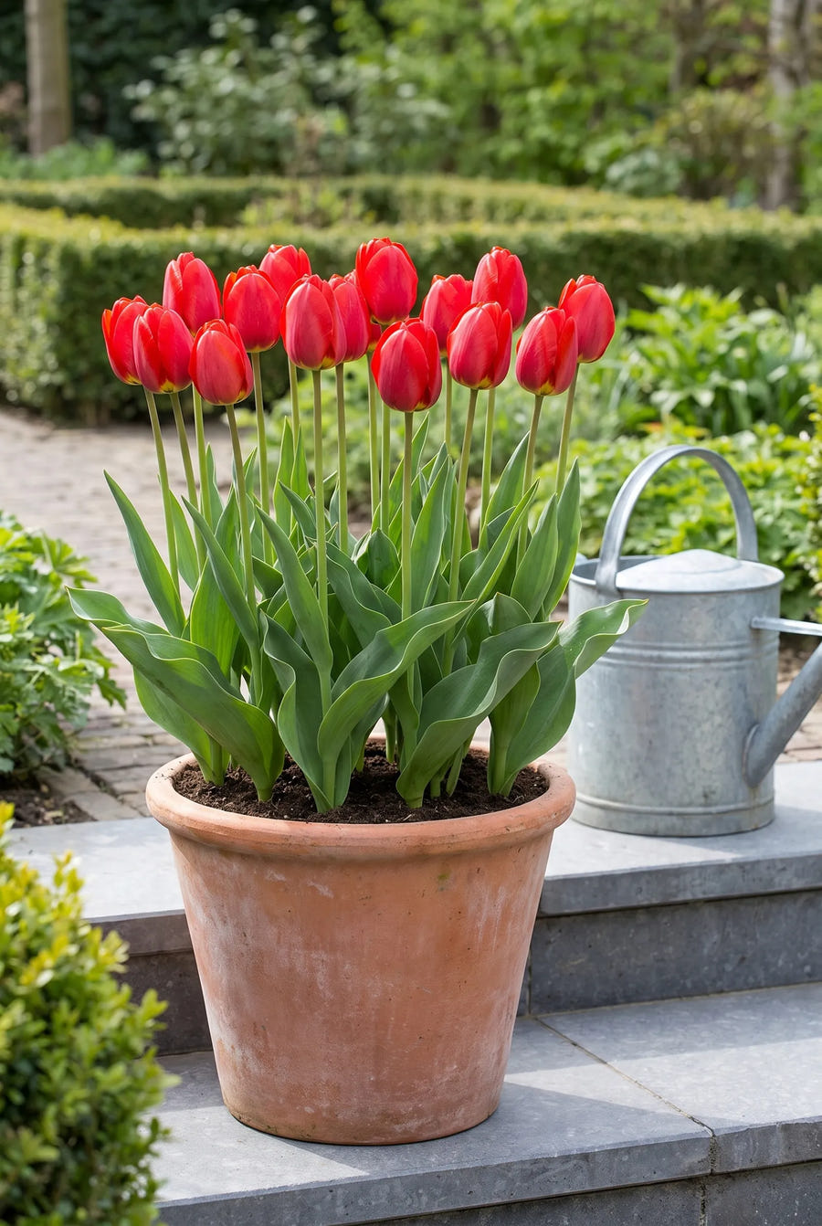 Tulipa Ile de France — in pot op terras