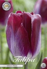 Tulipa Kansas Proud