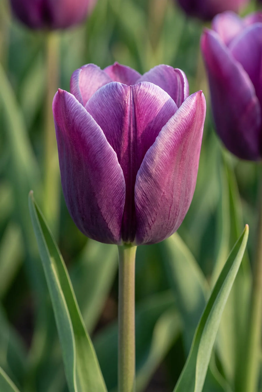 Tulipa Kansas Proud — close-up van de bloem