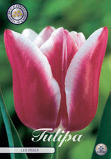 Tulipa Leo Visser