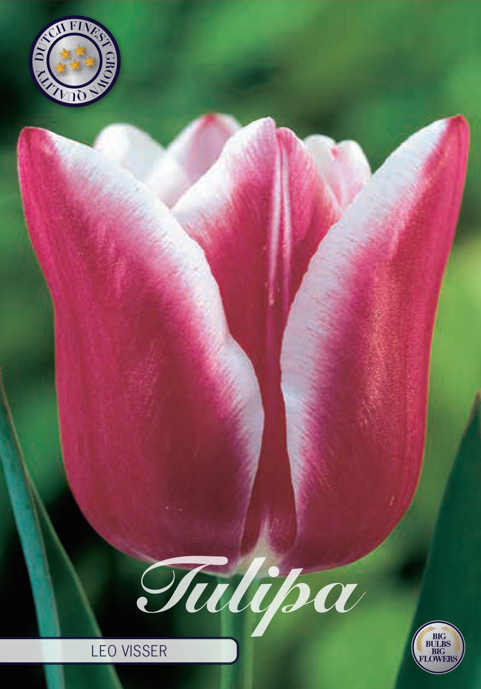 Tulipa Leo Visser