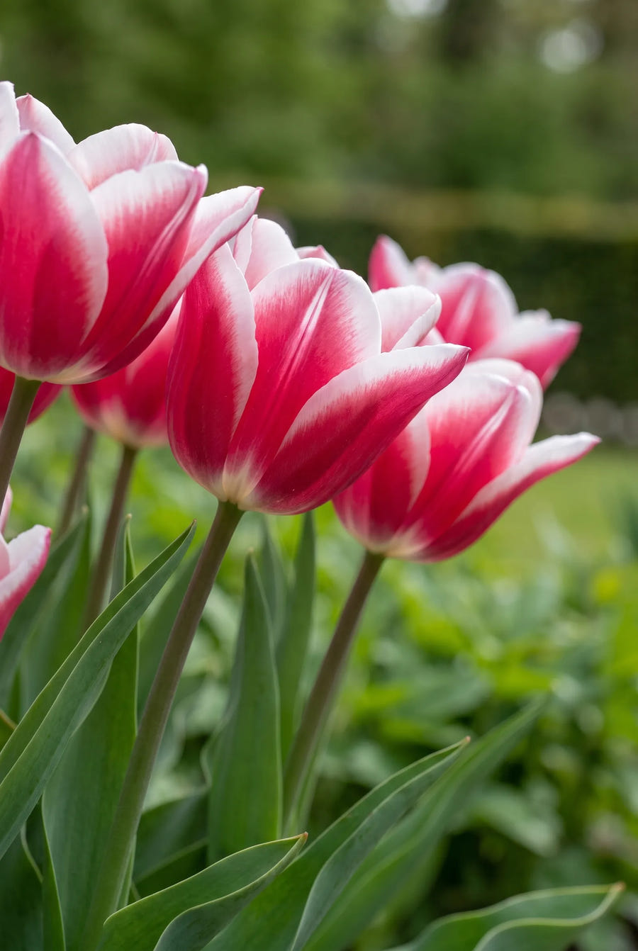 Tulipa Leo Visser — sfeerbeeld