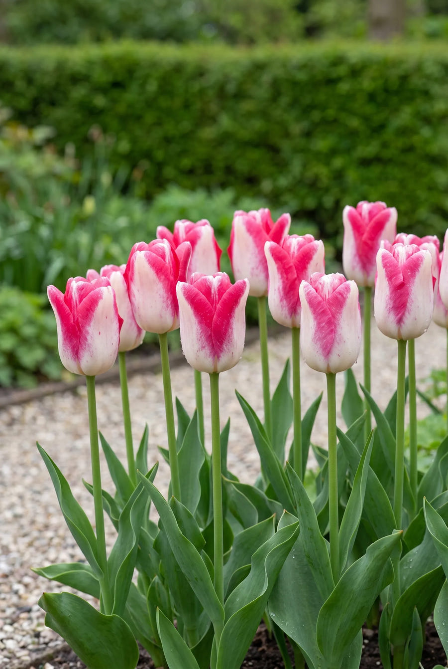 Tulipa Mata Hari — groep in de tuinborder