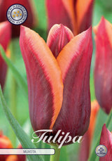 Tulipa Muvota