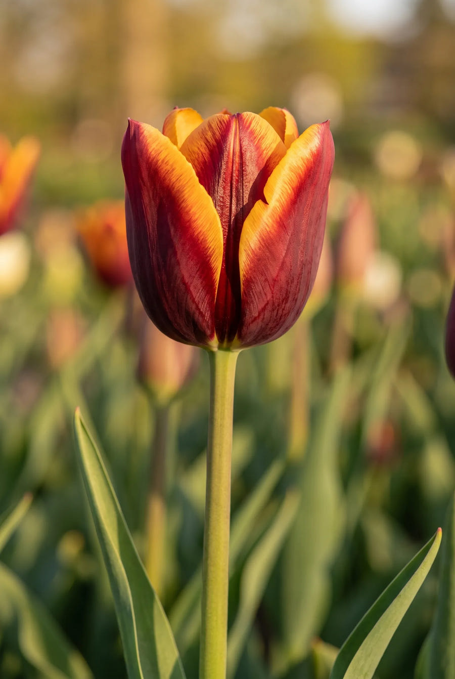Tulipa Muvota — close-up van de bloem