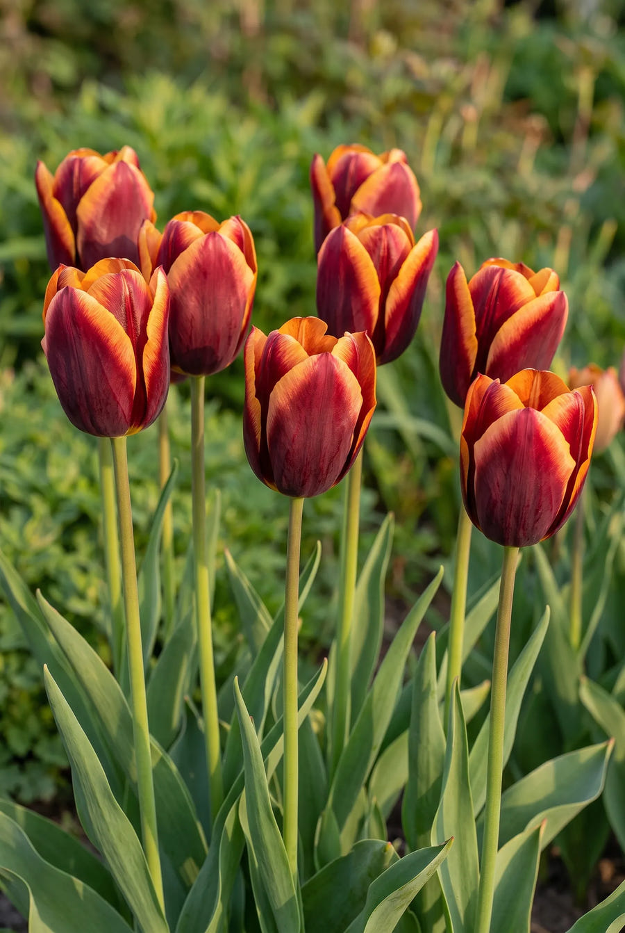 Tulipa Muvota — in de tuin