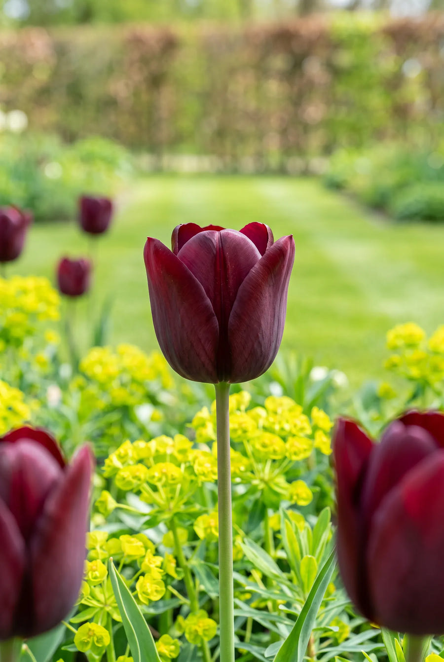 Tulipa National Velvet — close-up van de bloem