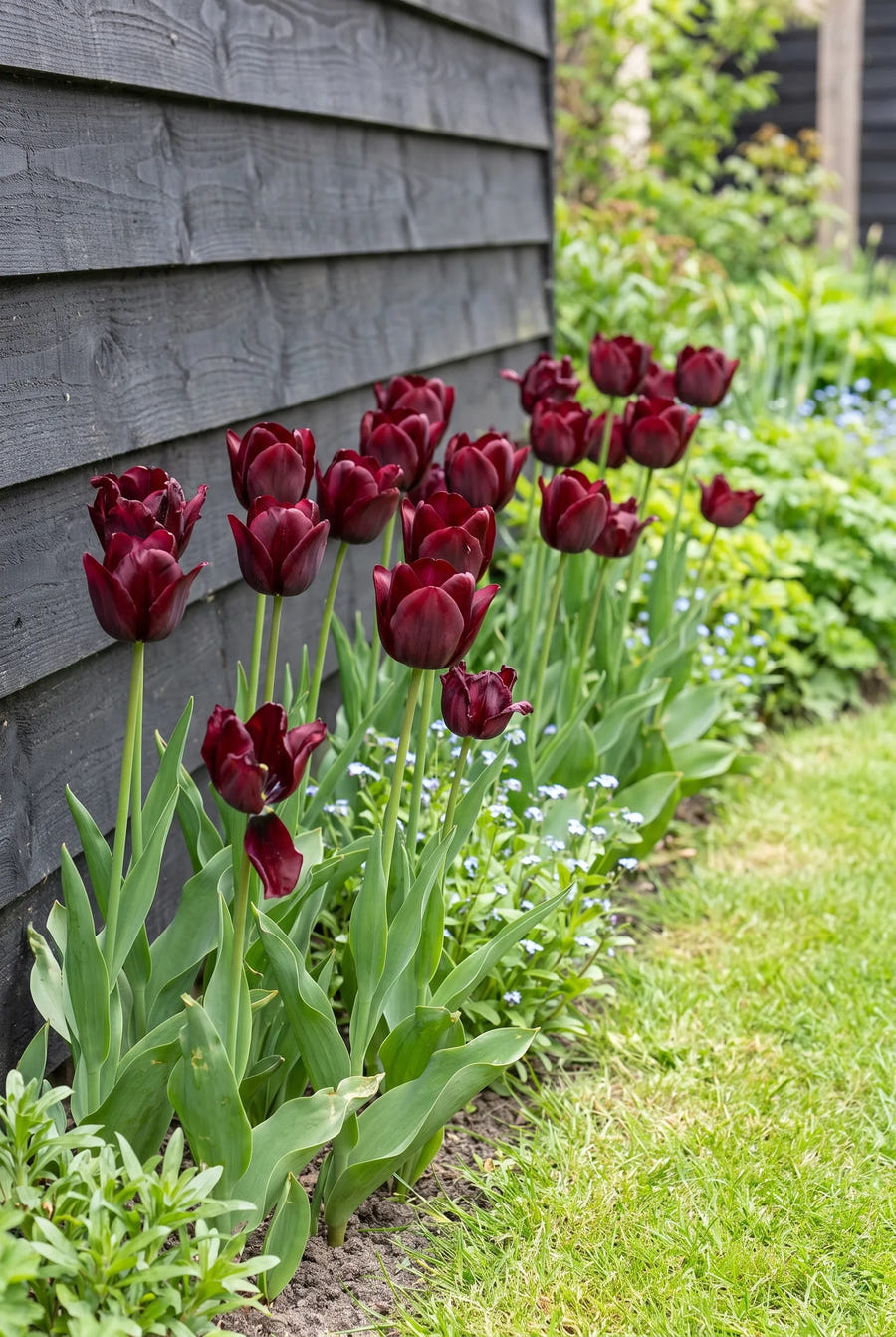 Tulipa National Velvet — groep in de tuinborder