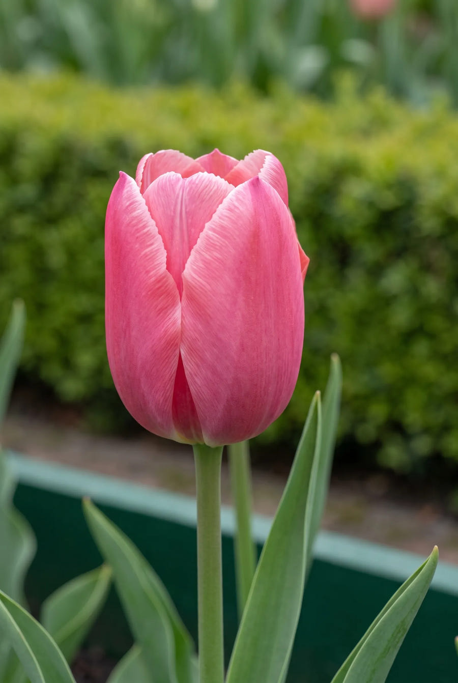 Tulipa Pink Ardour — close-up van de bloem