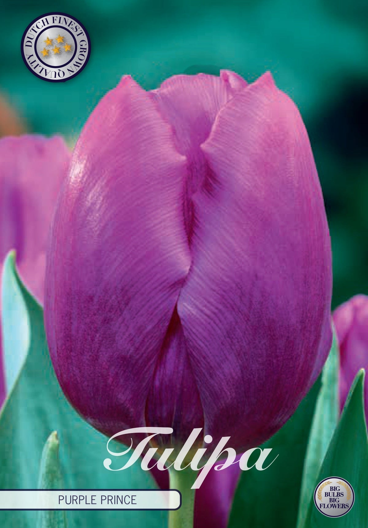 Tulp Paarse Prins