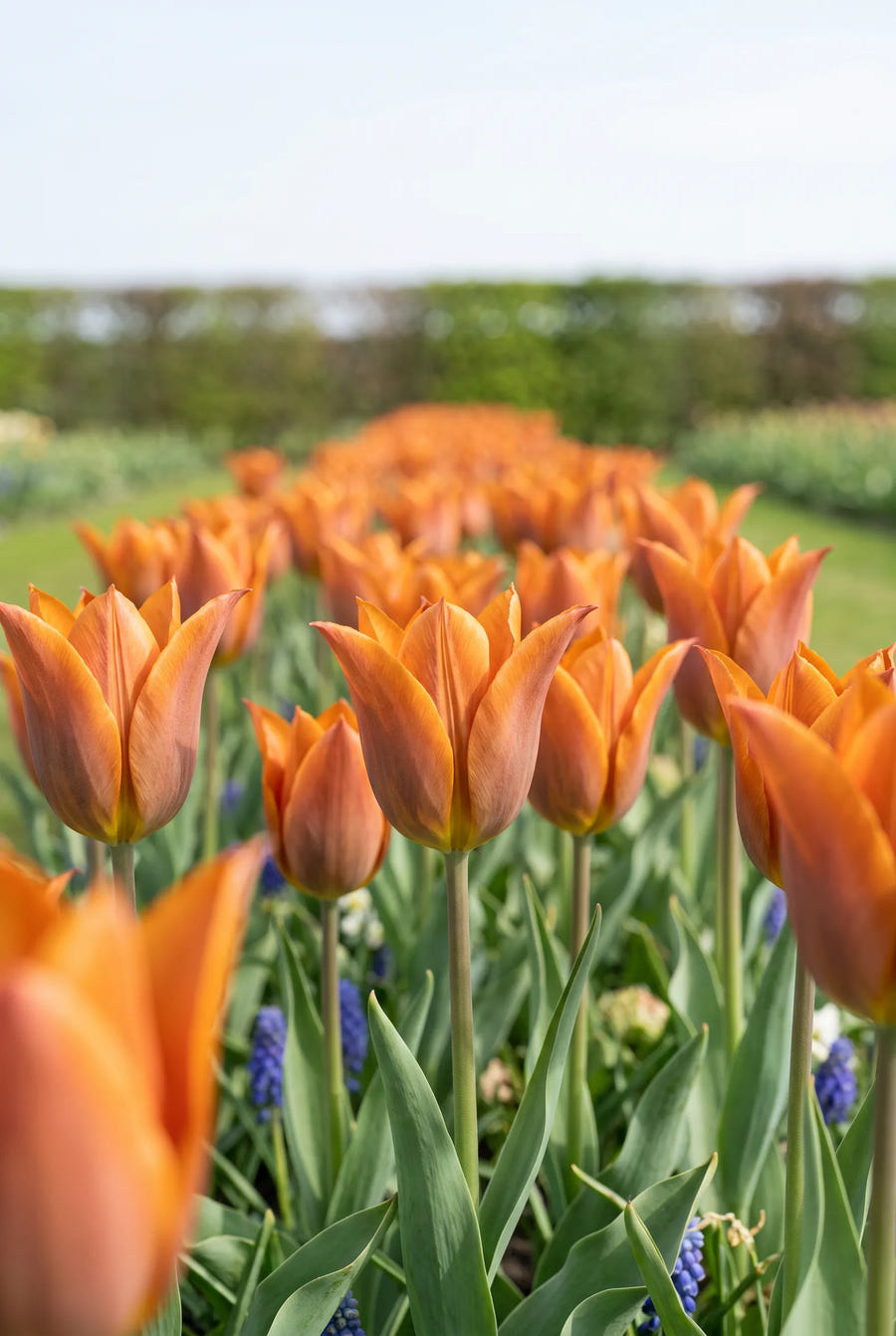 Tulipa Request — in de border