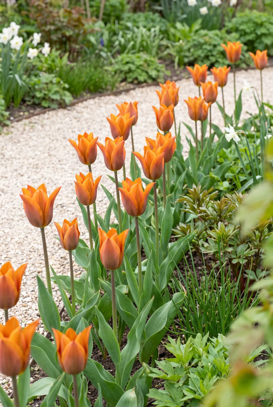 Tulipa Request — groep in de tuinborder
