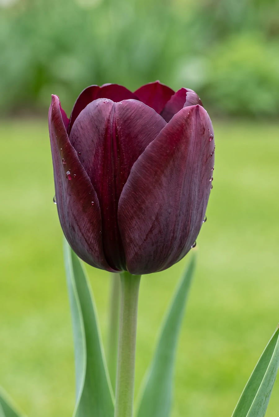 Tulipa Ronaldo — close-up van de bloem