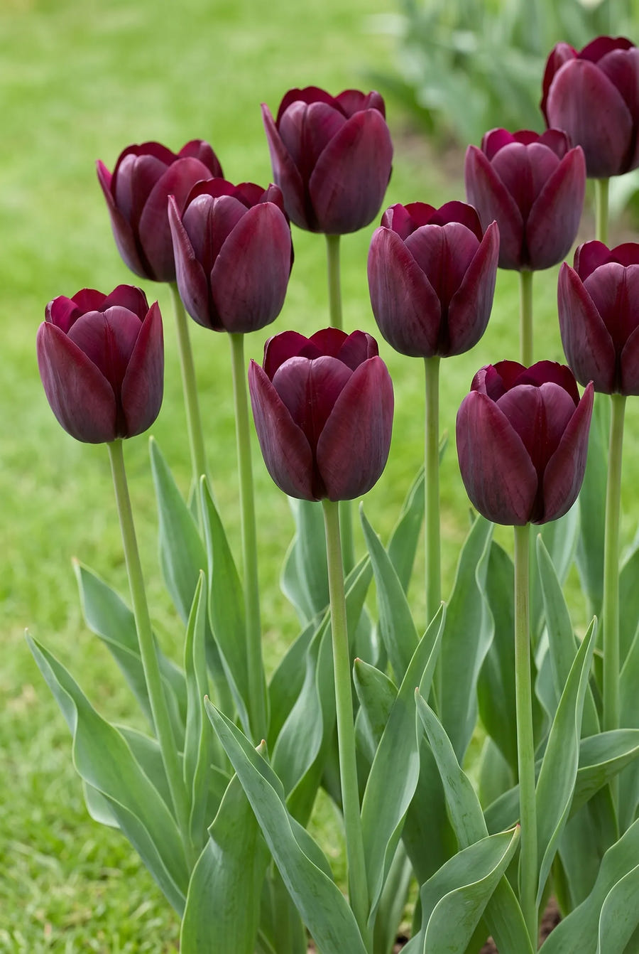 Tulipa Ronaldo — groep in de tuinborder