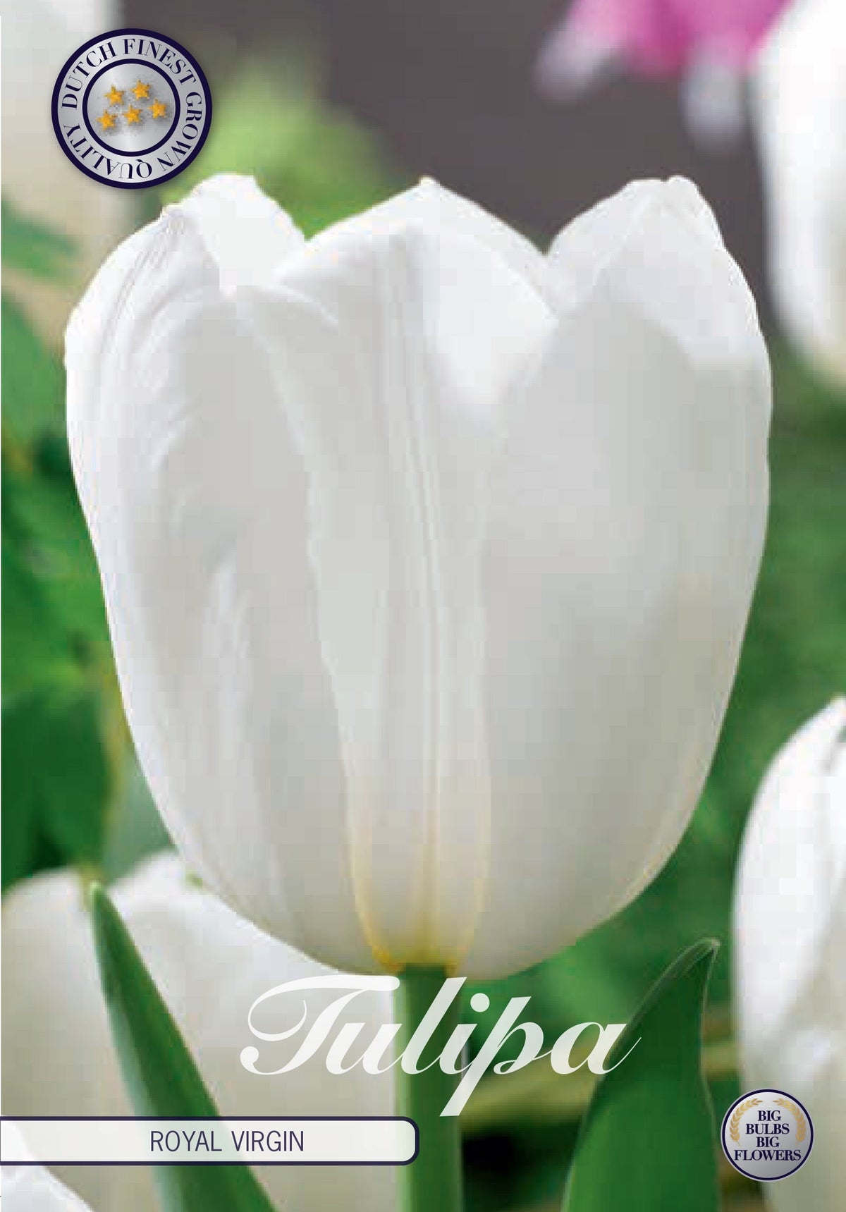 Tulipa Royal Virgin