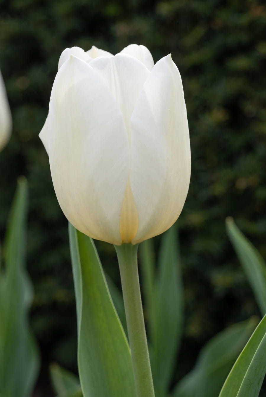 Tulipa Royal Virgin — close-up van de bloem