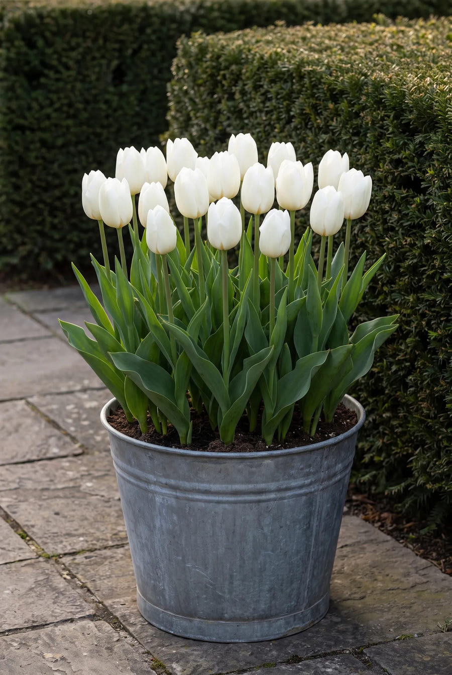 Tulipa Royal Virgin — in pot op terras