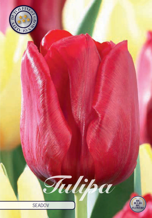 Tulipa Seadov